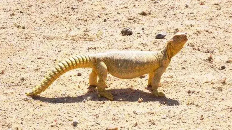 Sanda